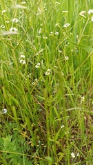 Valerianella dentata