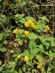 Lysimachia congestiflora