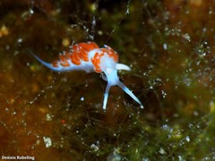 Flabellina dushia