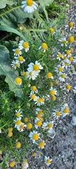 Matricaria chamomilla