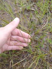 Fimbristylis puberula