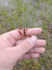 Fimbristylis puberula
