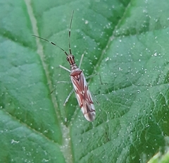 Dicyphus famelicus