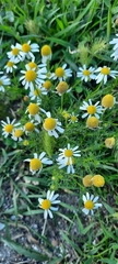 Matricaria chamomilla