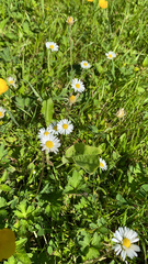 Bellis perennis