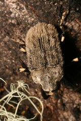 Rhynchodes ursus