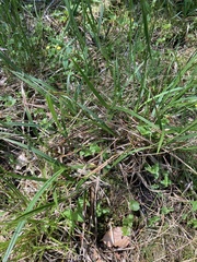 Carex laevigata