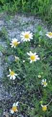 Matricaria chamomilla