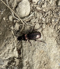 Pterostichus pilosus