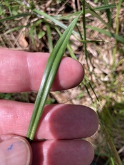 Carex laevigata