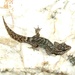 Chilean Marked Gecko - Photo (c) Archiverde, some rights reserved (CC BY-NC), uploaded by Archiverde