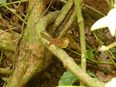 Anolis gundlachi