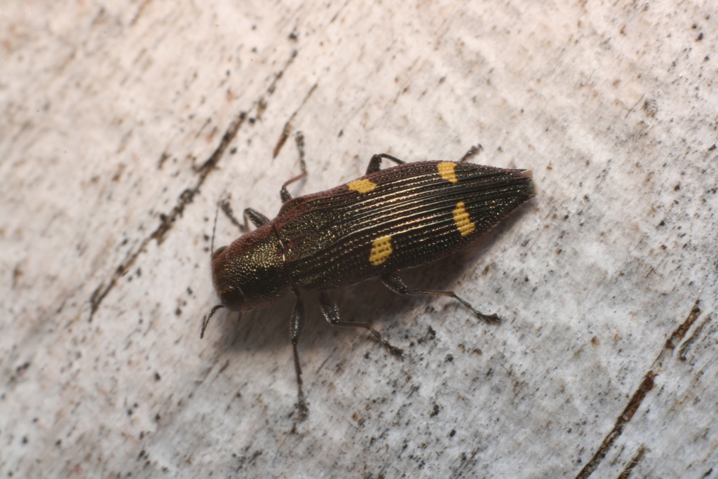 Beech Buprestid Beetle