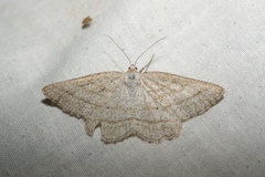 Perconia strigillaria