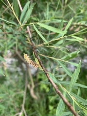 Salix elbursensis