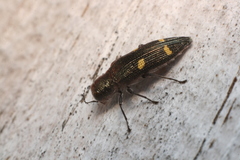 Nascioides enysi