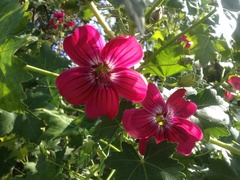 Malva assurgentiflora