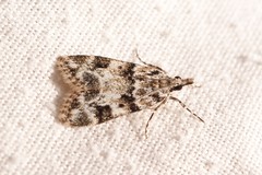 Eudonia delunella