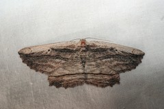 Menophra nycthemeraria
