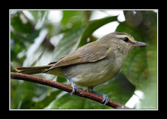 Vireo magister