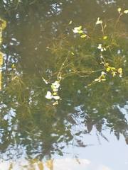 Potamogeton diversifolius