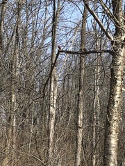 Cardinalis cardinalis