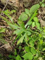Ranunculus japonicus