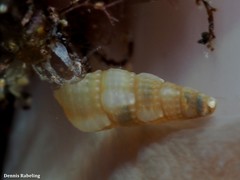 Bittium depauperatum