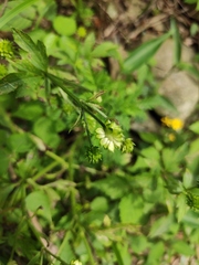 Ranunculus japonicus