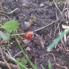 Coccinella septempunctata