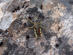 Brachaspis collinus