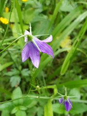 Campanula patula