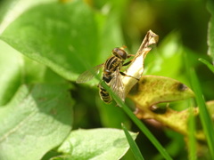 Anasimyia anausis