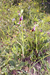 Ophrys sphegodes aveyronensis
