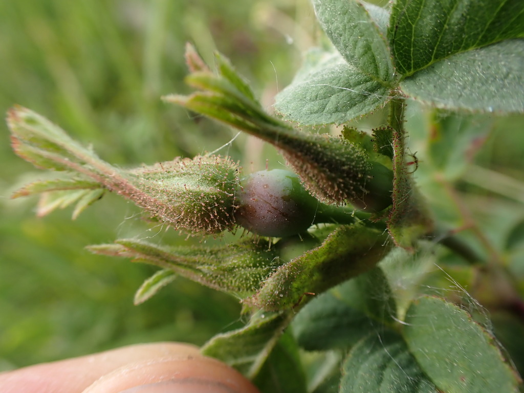 Rosa mollis; photograph (c) Skjold Søndergaard, some rights reserved (CC BY)