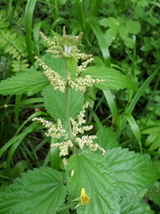 Urtica dioica