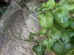 Cardamine cordifolia