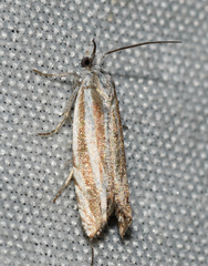 Eucosma striatana