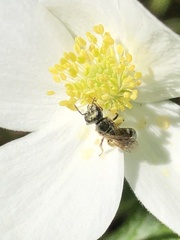 Lasioglossum zephyrus