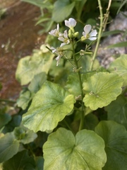 Cardamine cordifolia