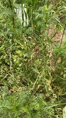 Capsella bursa-pastoris