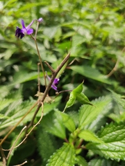 Delphinium anthriscifolium