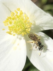 Lasioglossum zephyrus