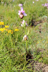 Ophrys sphegodes aveyronensis