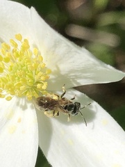 Lasioglossum zephyrus