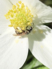 Lasioglossum zephyrus