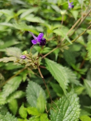Delphinium anthriscifolium