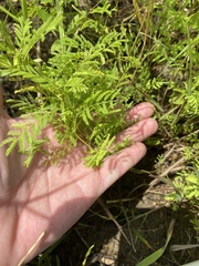 Desmanthus leptolobus