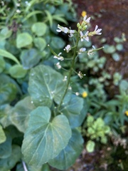 Cardamine cordifolia