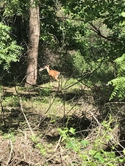Odocoileus virginianus